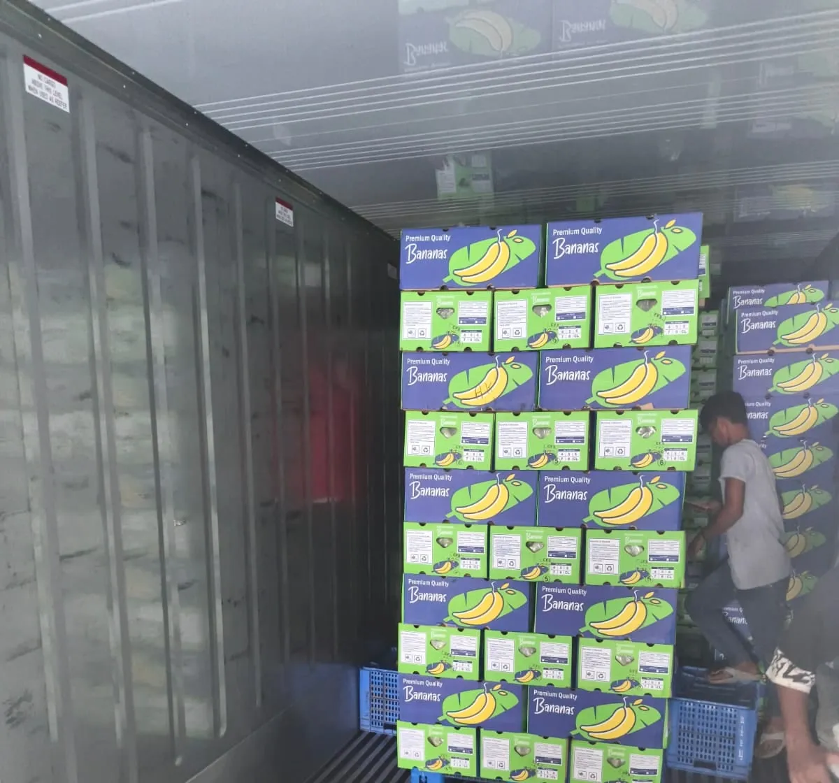 Cartons of fresh Cavendish bananas stacked inside a reefer container